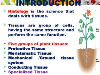 INTRODUCTION
 Histology is the science that
deals with tissues.
 Tissues are group of cells,
having the same structure and
perform the same function.
 Five groups of plant tissues:
 Protective Tissue
 Meristematic Tissue
 Mechanical /Ground tissue
system
 Conducting Tissue
 Specialized Tissue
 