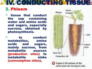 IV. CONDUCTING TISSUE
2. Phloem
 tissue that conduct
the sap containing
water and amino acids
and sugars, especially
sucrose, obtained by
photosynthesis.
 to conduct
metabolites, amino
acids and sugars,
mainly sucrose, from
metabolite sources
(production sites) to
metabolite sinks
(consumption sites).
 