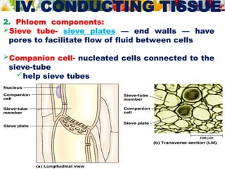 IV. CONDUCTING TISSUE
2. Phloem components:
Sieve tube- sieve plates — end walls — have
pores to facilitate flow of fluid between cells
Companion cell- nucleated cells connected to the
sieve-tube
help sieve tubes
 