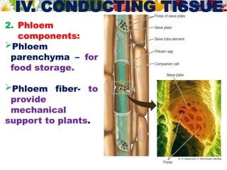 IV. CONDUCTING TISSUE
2. Phloem
components:
Phloem
parenchyma – for
food storage.
Phloem fiber- to
provide
mechanical
support to plants.
 