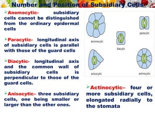 Anomocytic- subsidiary
cells cannot be distinguished
from the ordinary epidermal
cells
Paracytic- longitudinal axis
of subsidiary cells is parallel
with those of the guard cells
Diacytic- longitudinal axis
and the common wall of
subsidiary cells is
perpendicular to those of the
guard cells.
Anisocytic– three subsidiary
cells, one being smaller or
larger than the other ones.
Number and Position of Subsidiary Cells
Actinocytic– four or
more subsidiary cells,
elongated radially to
the stomata
 