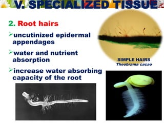 V. SPECIALIZED TISSUE
2. Root hairs
uncutinized epidermal
appendages
water and nutrient
absorption
increase water absorbing
capacity of the root
SIMPLE HAIRS
Theobrama cacao
 