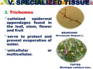 V. SPECIALIZED TISSUE
3. Trichomes
cutinized epidermal
appendages found in
the leaf, stem, flower
and fruit
serve to protect and
prevent evaporation of
water.
unicellular or
multicellular.
TUFTED
Muntingia calabura Linn.
BRANCHING
Vervascum thapsus L.
 