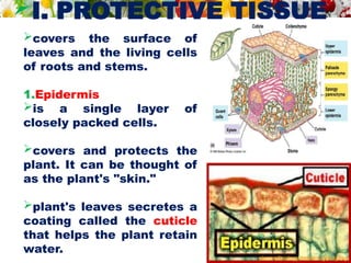 I. PROTECTIVE TISSUE
covers the surface of
leaves and the living cells
of roots and stems.
1.Epidermis
is a single layer of
closely packed cells.
covers and protects the
plant. It can be thought of
as the plant's "skin."
plant's leaves secretes a
coating called the cuticle
that helps the plant retain
water.
plantcellbiology.masters.grkraj.org
 