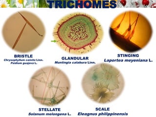 TRICHOMES
BRISTLE
Chrysophyllum cainito Linn.
Psidium guajava L.
GLANDULAR
Muntingia calabura Linn.
STINGING
Laportea meyeniana L.
STELLATE
Solanum melongena L.
SCALE
Eleagnus philippinensis
 