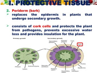 I. PROTECTIVE TISSUE
2. Periderm (bark)
 replaces the epidermis in plants that
undergo secondary growth.
 consists of cork cells and protects the plant
from pathogens, prevents excessive water
loss and provides insulation for the plant.
 