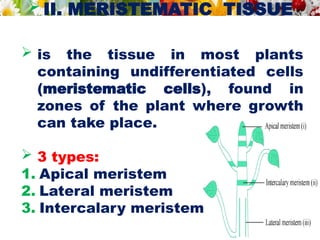  II. MERISTEMATIC TISSUE
 is the tissue in most plants
containing undifferentiated cells
(meristematic cells), found in
zones of the plant where growth
can take place.
 3 types:
1. Apical meristem
2. Lateral meristem
3. Intercalary meristem
 