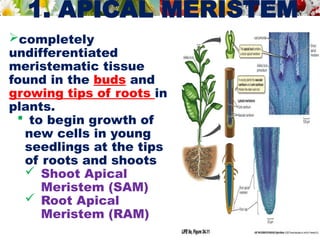 1. APICAL MERISTEM
completely
undifferentiated
meristematic tissue
found in the buds and
growing tips of roots in
plants.
 to begin growth of
new cells in young
seedlings at the tips
of roots and shoots
 Shoot Apical
Meristem (SAM)
 Root Apical
Meristem (RAM)
 