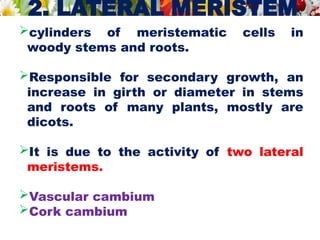 2. LATERAL MERISTEM
cylinders of meristematic cells in
woody stems and roots.
Responsible for secondary growth, an
increase in girth or diameter in stems
and roots of many plants, mostly are
dicots.
It is due to the activity of two lateral
meristems.
Vascular cambium
Cork cambium
 