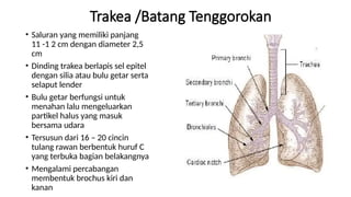 6. SISTEM PERNAFASAN anatomi dan fisiologi.pptx