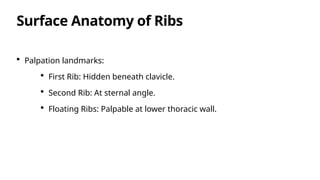 How To Find First Rib 6. Anatomy of Thoracic Wall 2.pptx in power point | PPTX