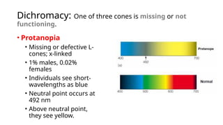 Dichromacy: One of three cones is missing or not
functioning.
• Protanopia
• Missing or defective L-
cones; x-linked
• 1% males, 0.02%
females
• Individuals see short-
wavelengths as blue
• Neutral point occurs at
492 nm
• Above neutral point,
they see yellow.
 