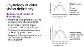 Physiology of color
vision deficiency
Replacement model of
dichromacy
• Missing photopigment is replaced
by a remaining photopigments
• Deuteranope: missing green
cones are replaced by red-cones
• Protanope: missing red cones are
replaced by green cones
• Exception: missing blue-cones are
not replaced by another
photopigment
Deuteranomal
y:
M-cone
displaced
toward long
wavelengths
Protanomaly:
L-cone displaced
toward short
wavelengths
 