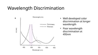 Wavelength Discrimination
• Well developed color
discrimination at longer
wavelength
• Poor wavelength
discrimination at
495nm
 