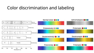 Color discrimination and labeling
 