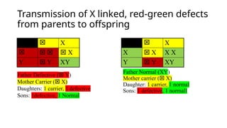 Transmission of X linked, red-green defects
from parents to offspring
 X
    X
Y  Y XY
 X
X  X X X
Y  Y XY
Father Normal (XY)
Mother carrier ( X)
Daughter: 1 carrier, 1 normal
Sons: 1 defective, 1 normall
Father Defective ( Y)
Mother Carrier ( X)
Daughters: 1 carrier, 1 defective
Sons: 1defective, 1 Normal
 