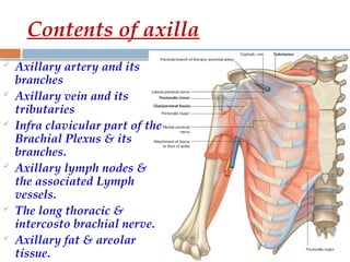 6.The_Axilla anatomy presentation lec.pptx