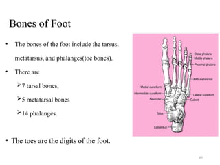 6. Lower Limb musculoskeletal system .pptx