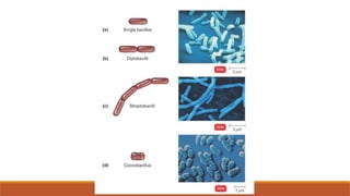 6. Size Shape and Arrangement of Bacteria.pptx