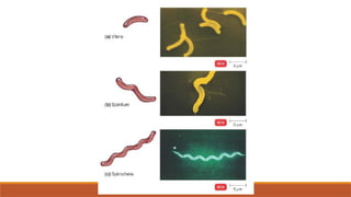 6. Size Shape and Arrangement of Bacteria.pptx