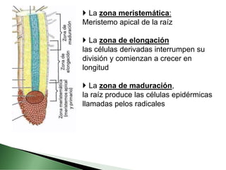 6. Raíz Tallo y Hojas. Cultivos agricolas .pdf