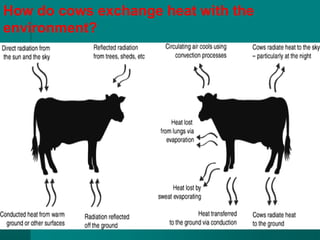 6.Heat Stress Management animal nutrition | PDF