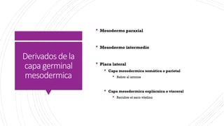 6. De la tercera a la octava semana del desarrollo- el periodo ...