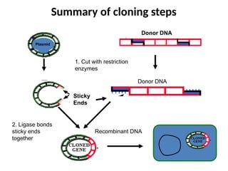 6. cloning.pptxjkdskjsakldjaskjdlkasjdklajsdkljsakldjkl | PPTX