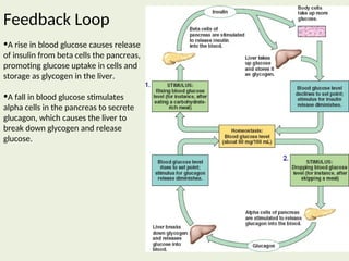 Pancrease Diagram Feedback Loop 6. Hormon pankreas uiuifuf viug giugh.ppt