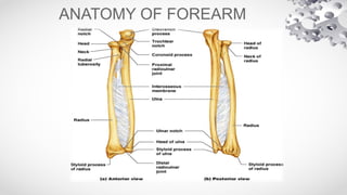 6. Forearm.pptx it is a ppt of a radiographic imaging | PPTX