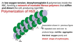 6.2025. MPF Hb pathies and rest complex proteins .pptx