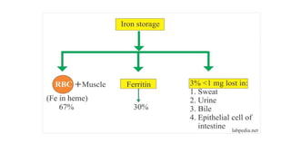 6.2025. MPF Hb pathies and rest complex proteins .pptx