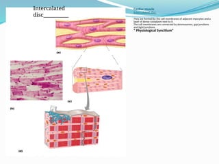6.HISTOLOGY OF MUSCLE in details ppt.pptx