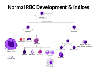 6. RBC disorders.pptx Pathologies of Red Blood Cells | PPTX