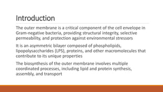 Comprehensive Overview of Outer Membrane Biosynthesis in Gram-Negative ...