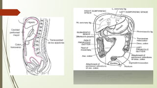 Comprehensive Overview of Peritoneal Anatomy, Physiology, and ...