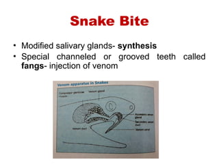 Snake Fangs Injection 6.SNAKE BITE AND PREVENTION powerpoint presentation | PPTX