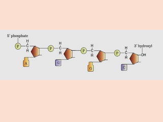 Molecular Basis of Inheritance: DNA Structure, Function, and Genetic ...