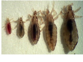 Comprehensive Overview of Lice: Types, Transmission, Diseases, and ...