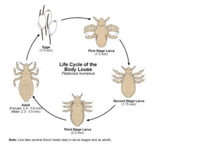 Comprehensive Overview of Lice: Types, Transmission, Diseases, and ...