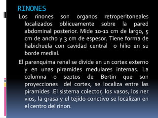 Comprehensive Renal Ultrasound Diploma: Anatomy, Pathology, and ...