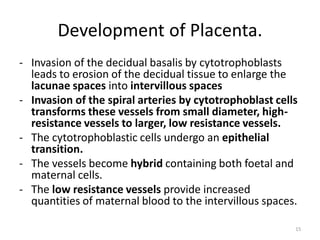 Comprehensive Overview of Placenta Development and Functions in ...