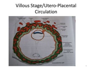 Comprehensive Overview of Placenta Development and Functions in ...