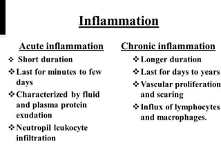 Comprehensive Overview of Acute and Chronic Inflammation in Medical ...