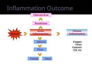 Comprehensive Overview of Acute and Chronic Inflammation in Medical ...