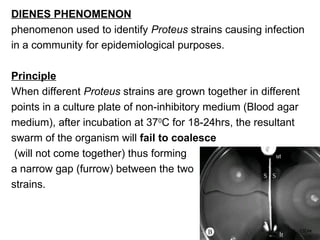 Comprehensive Overview of Proteus Species: Characteristics ...
