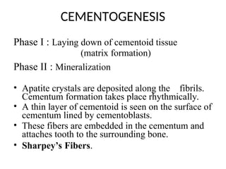 Comprehensive Overview of Cementum: Structure, Function, and ...