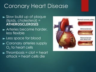 Comprehensive IB Biology Guide to the Human Blood System and Heart ...