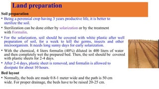 Land preparation
Soil preparation
• Being a perennial crop having 3 years productive life, it is better to
sterilize the soil.
• Sterilization can be done either by solarization or by the treatment
with Formalin.
• For the solarization, soil should be covered with white plastic after well
preparation of soil, for a week to kill the germs, insects and other
microorganism. It needs long sunny days for early solarization.
• With the chemical, 4 liters formalin (40%) diluted in 400 liters of water
and then completely wet the prepared bed. Then, the soil should be covered
with plastic sheets for 2-4 days.
• After 2-4 days, plastic sheet is removed, and formalin is allowed to
dissipate for about 10 hours.
Bed layout
• Normally, the beds are made 0.8-1 meter wide and the path is 50 cm
wide. For proper drainage, the beds have to be raised 20-25 cm.
 