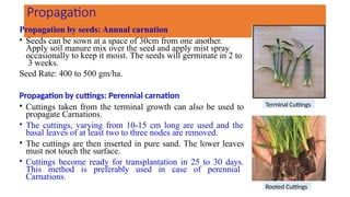 Propagation
Propagation by seeds: Annual carnation
• Seeds can be sown at a space of 30cm from one another.
Apply soil manure mix over the seed and apply mist spray
occasionally to keep it moist. The seeds will germinate in 2 to
3 weeks.
Seed Rate: 400 to 500 gm/ha.
Propagation by cuttings: Perennial carnation
• Cuttings taken from the terminal growth can also be used to
propagate Carnations.
• The cuttings, varying from 10-15 cm long are used and the
basal leaves of at least two to three nodes are removed.
• The cuttings are then inserted in pure sand. The lower leaves
must not touch the surface.
• Cuttings become ready for transplantation in 25 to 30 days.
This method is preferably used in case of perennial
Carnations.
Terminal Cuttings
Rooted Cuttings
 